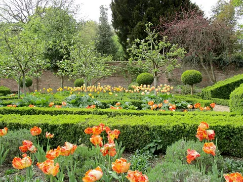 Clipped box hedges and orange tulips in the walled garden at West Green House