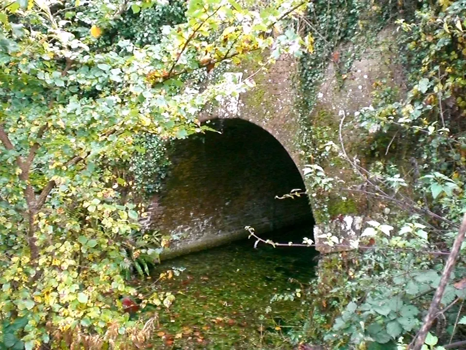 The brick arch of Greywell Tunnel's eastern portal, half hidden by ivy above the still canal
